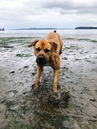 Dog on beach