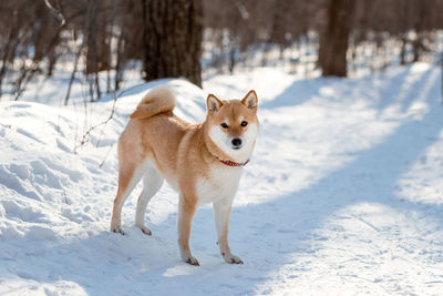 Dog standing on snow covered land