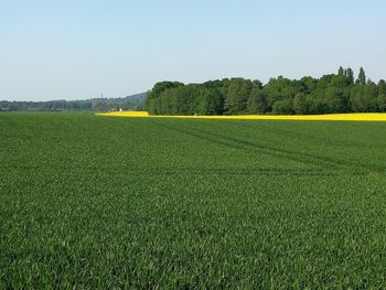 Scenic view of field against clear sky