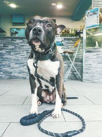 Portrait of dog looking away while sitting on tiled floor