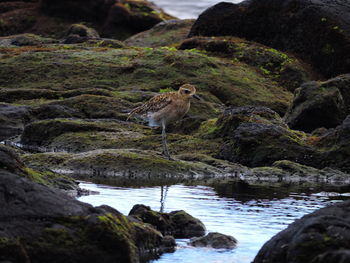 Bird perching on rock by river