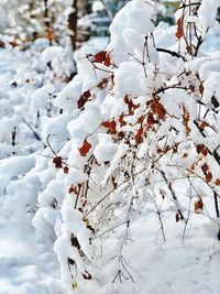 Close-up of cherry blossom during winter