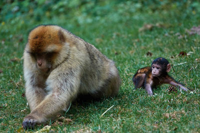 Close-up of monkey on grass