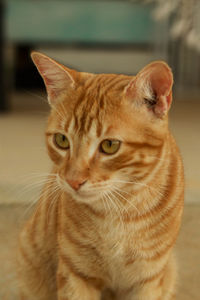 Close-up of ginger cat