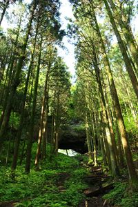 Trees in forest