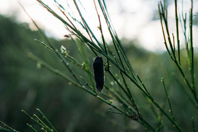 Close-up of raindrops on grass