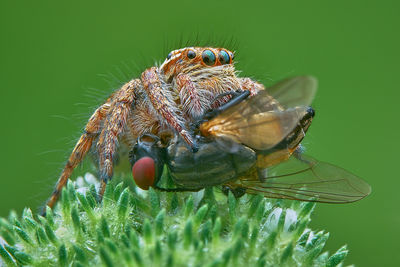 Close-up of spider on web