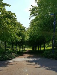 Trees in park