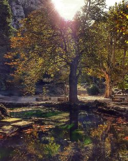 Trees by lake in forest during autumn