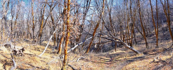 Bare trees in forest