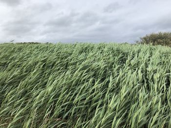 Close-up of wheat field against sky