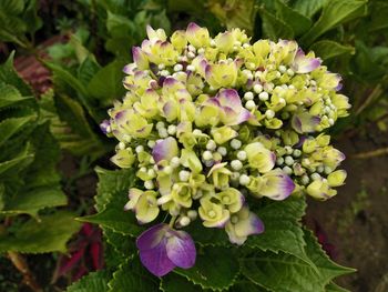 Close-up of purple flowering plant