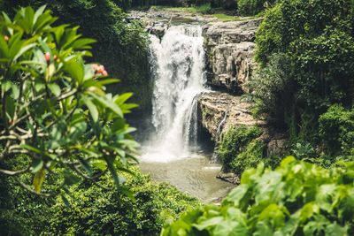 Scenic view of waterfall in forest