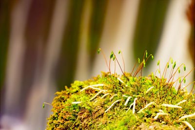 Flying drops bellow stony weir. waterfall drops and rocks in nature. stream flow, mossy stones