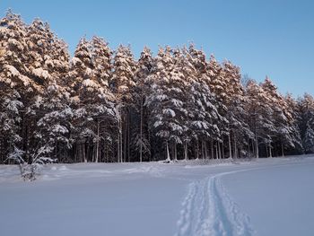 Trees on snow covered land against sky