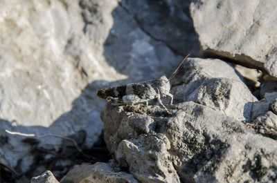 High angle view of a rock