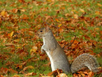 Squirrel on a field