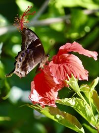 Close-up of butterfly pollinating on flower