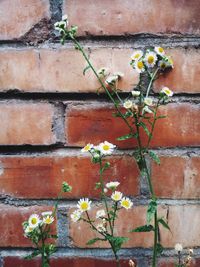 Close-up of flowers growing on wall