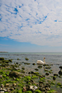 Swans swimming in lake against sky