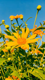 Close-up of yellow flowering plant on field