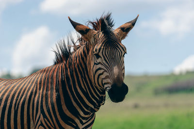 Zebra standing on field