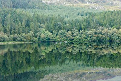 Reflection of trees in calm lake