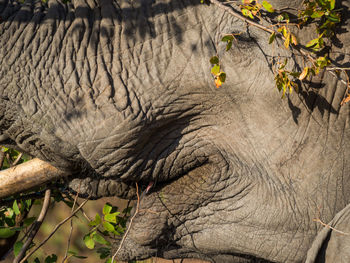 Close-up of elephant