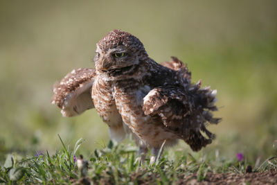 Close-up of burrowing owl on field