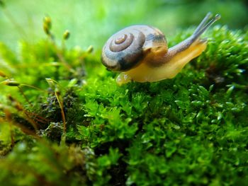 Close-up of snail on plant