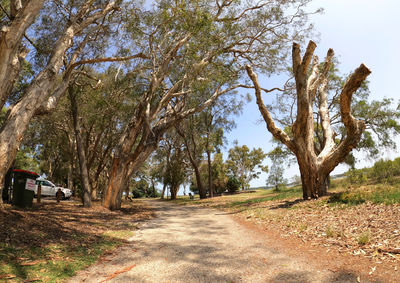 Dirt road amidst trees on field