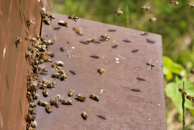 Close-up of bee on the ground