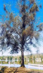 Trees on field against sky