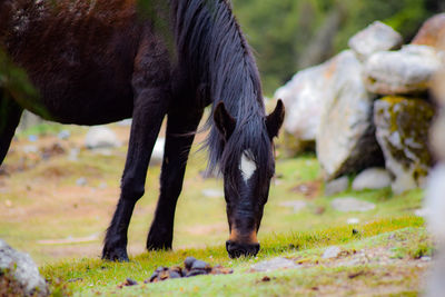 Horse grazing in a field