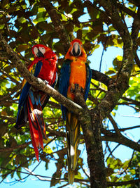 Low angle view of parrot perching on tree