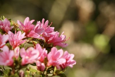 Close-up of pink flowering plant