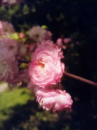 Close-up of pink peony flower