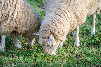 Close-up of sheep grazing in farm