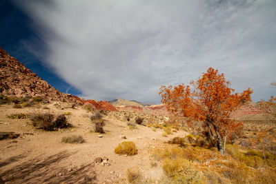 Scenic view of landscape against sky during autumn