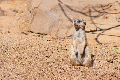 Meerkat, suricata suricatta or suricate, small mongoose found in southern africa in natural habitat