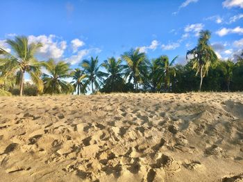 Palm trees on beach against sky