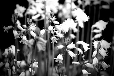 Close-up of white flowering plants