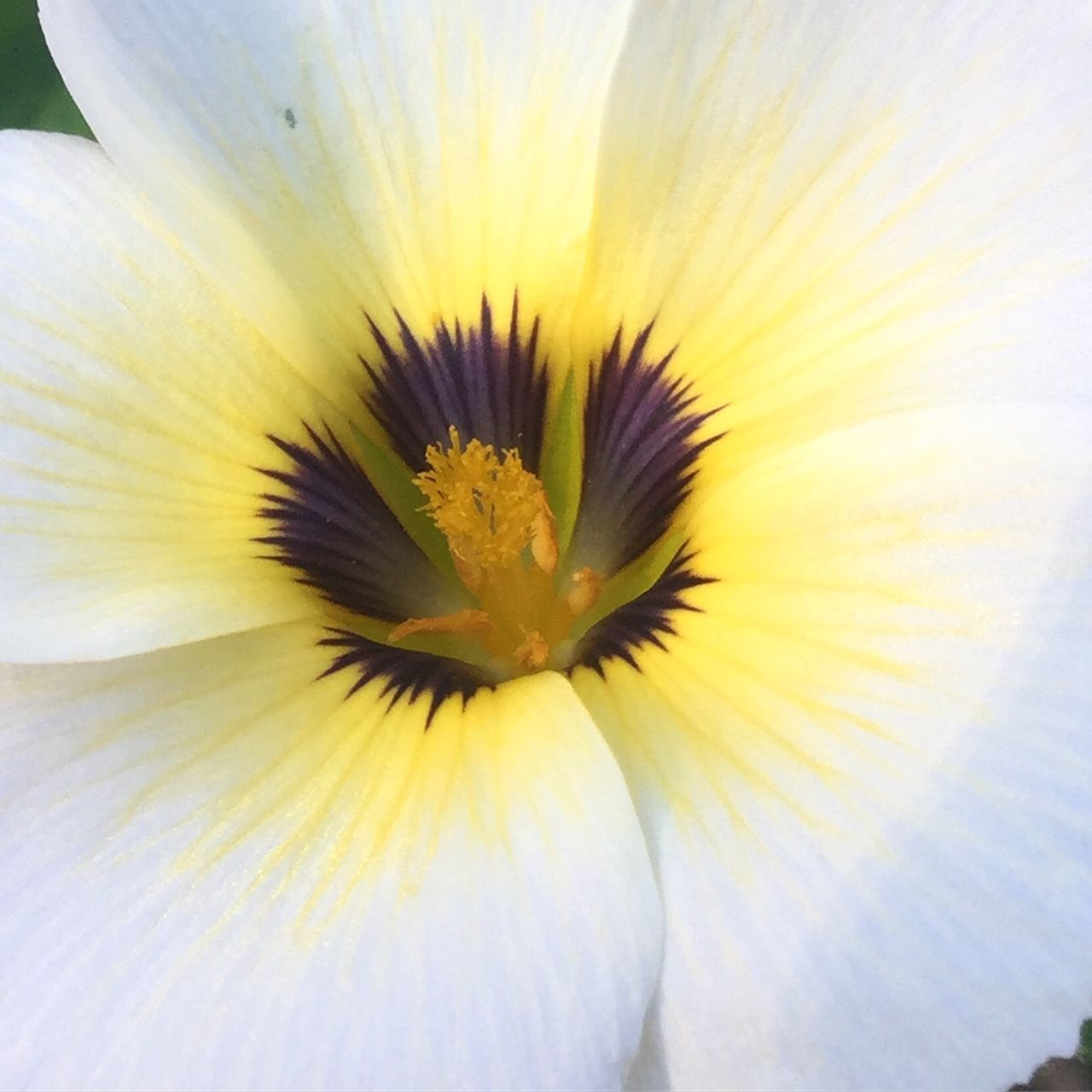 MACRO SHOT OF FLOWER HEAD