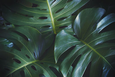 Green leaves of monstera plant in dark tone color as tropical natural pattern background