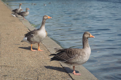 Ducks on a lake