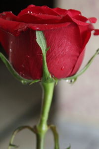 Close-up of wet red flower