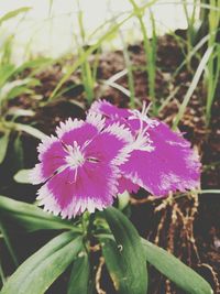 Close-up of pink flowers blooming outdoors