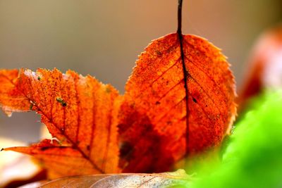 Close-up of dry maple leaves on ground