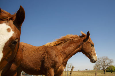 View of horse in ranch against clear sky