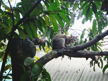 Low angle view of cat sitting on tree